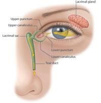 Illustration of the anatomy of an eye