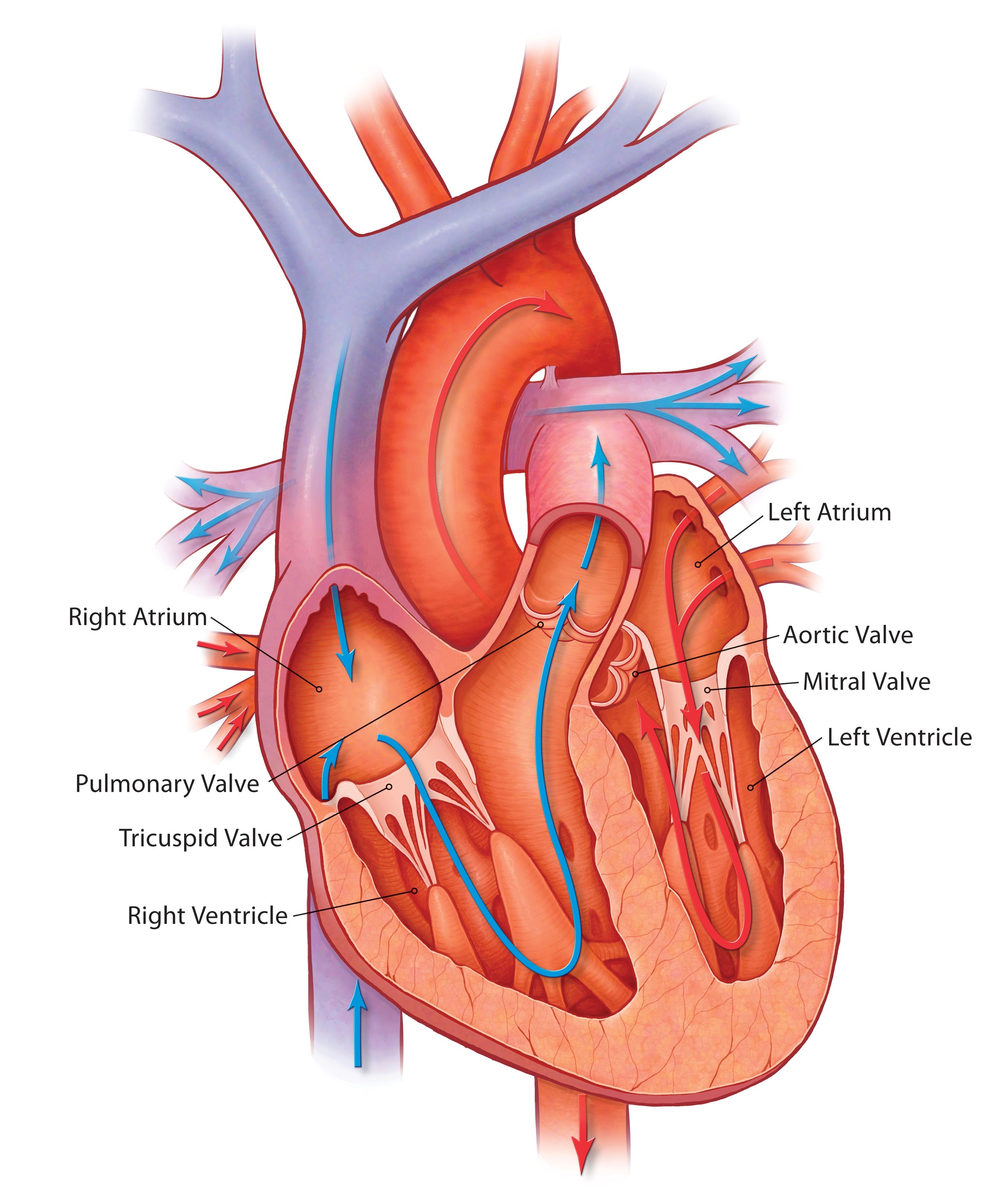 structural-heart-and-valve-care