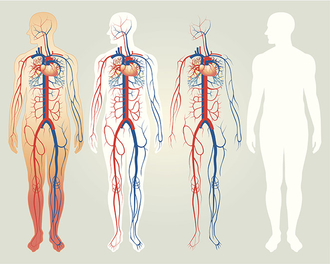 Illustration of the human body layers