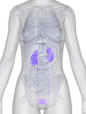Illustration of the path of an Urodynamic Test